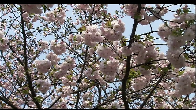 樱桃树开花视频素材