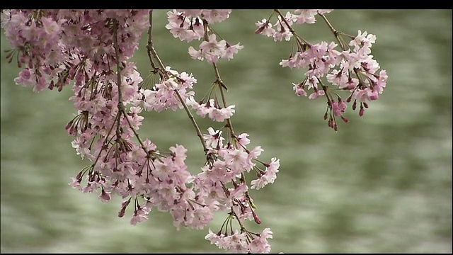 平安神宫樱花盛开视频素材