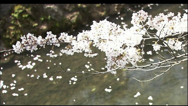 樱花视频素材