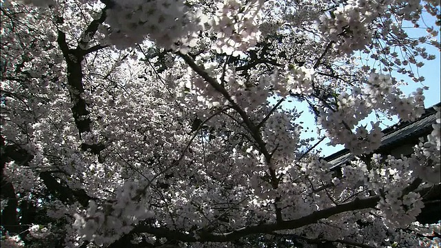 樱花视频素材