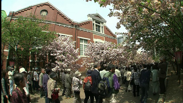 樱桃树开花视频素材