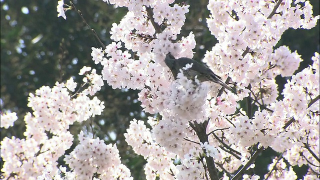 樱花和鸟视频素材