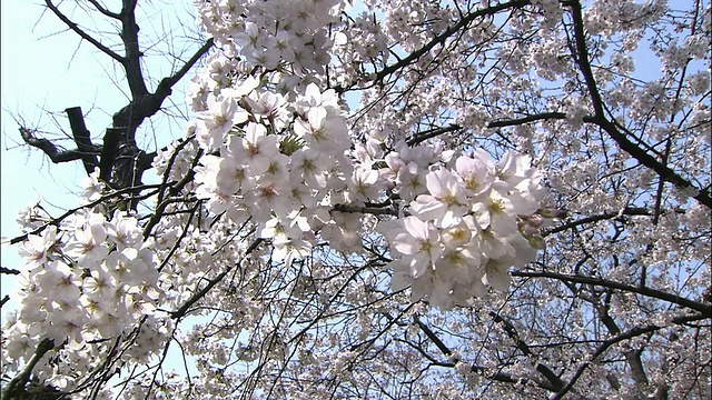 樱花视频素材