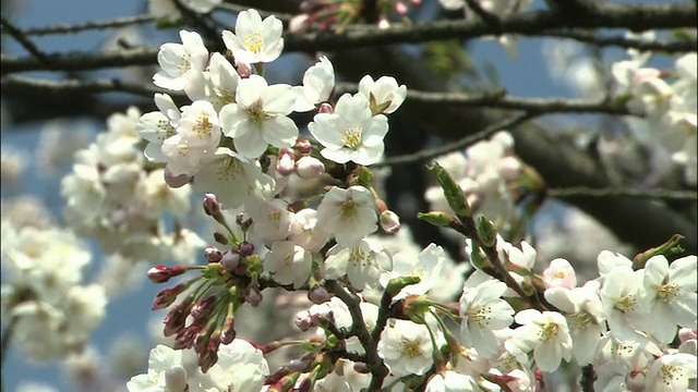 群马县的senbon Zakura(1002棵樱桃树)视频素材