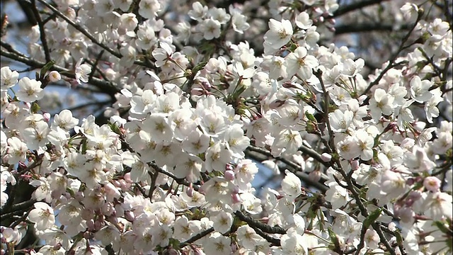 群马森本扎库拉(senbon Zakura, 1005棵樱桃树)视频素材