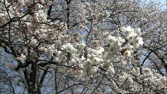 群马森本扎库拉(senbon Zakura, 1006棵樱桃树)视频素材