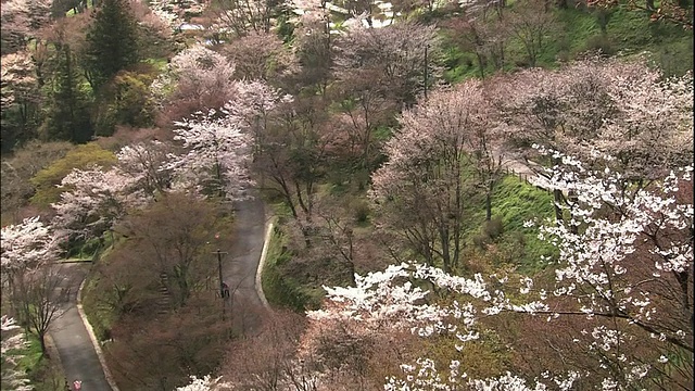 樱花和吉野山视频素材