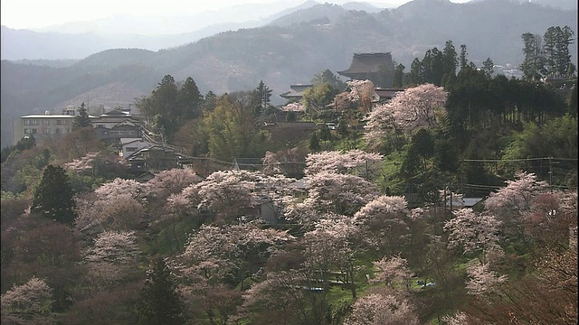 樱花和吉野山视频素材