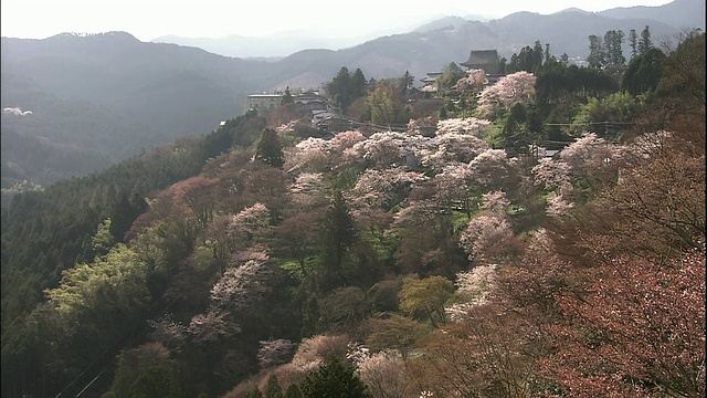 樱花和吉野山视频素材