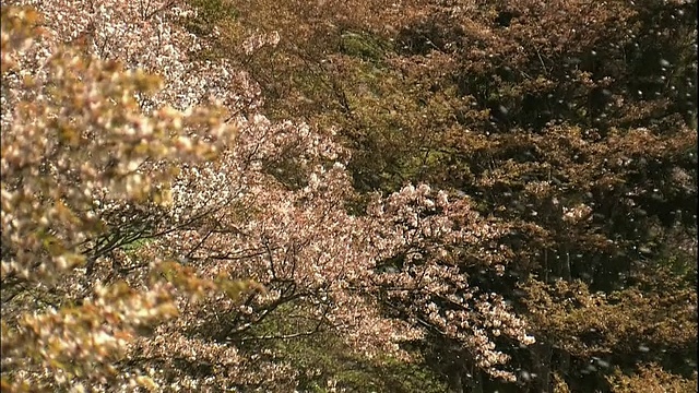 樱花和吉野山视频素材