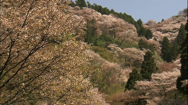 樱花和吉野山视频素材