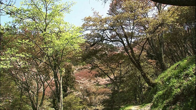 樱花和吉野山视频素材