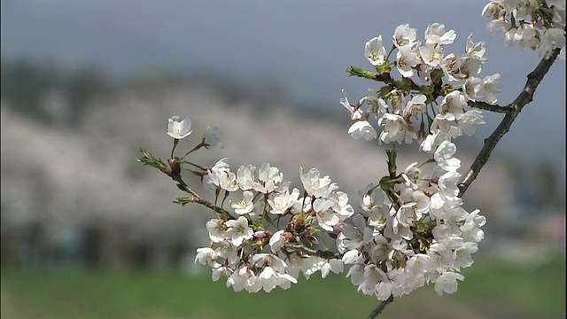 秋田角馆的樱花视频素材