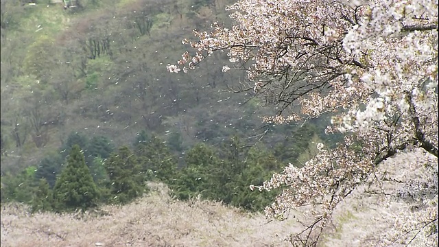 秋田角馆的樱花和飘落的樱花花瓣视频素材