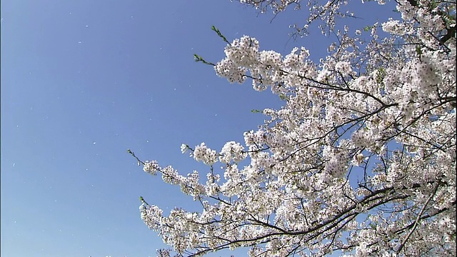 秋田角馆的樱花和飘落的樱花花瓣视频素材