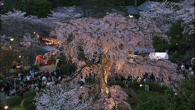 京都，祗园的樱花在夜晚盛开视频素材