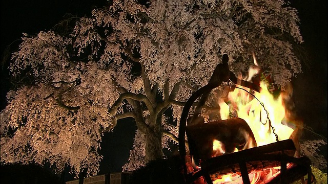 京都，祗园的樱花在夜晚盛开视频素材