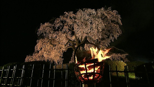 京都，祗园的樱花在夜晚盛开视频素材