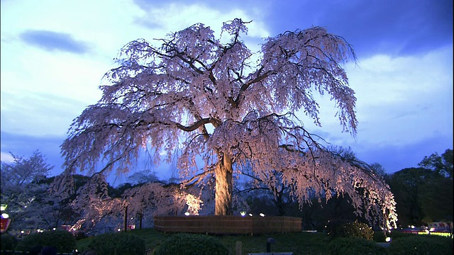 京都，祗园的樱花在夜晚盛开视频素材