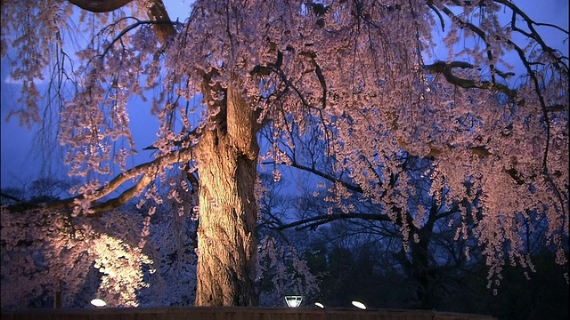 京都，祗园的樱花在夜晚盛开视频素材