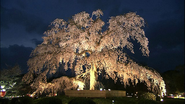 京都，祗园的樱花在夜晚盛开视频素材