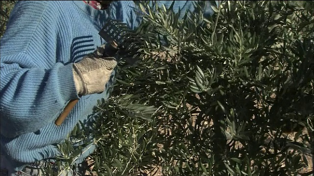 橄榄种植园，卡索拉(西班牙安达卢西亚)视频素材