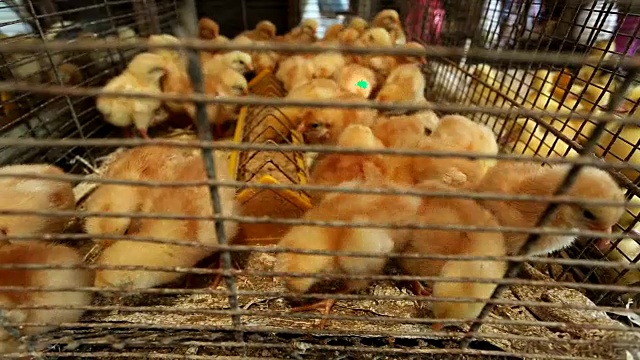 小鸡在笼子里视频下载