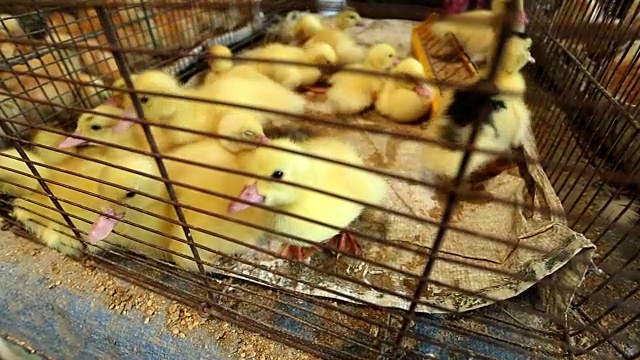 小鸭子在笼子里视频素材