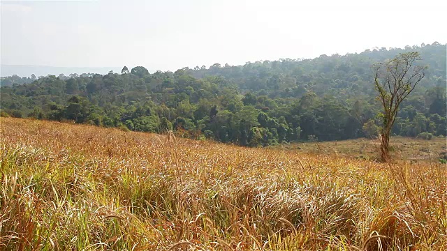 全高清视频:草原在Khao Yai，泰国视频下载