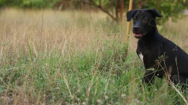 孤独的黑狗在院子里视频下载