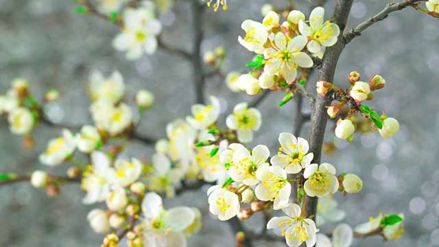 白梅树花。视频素材