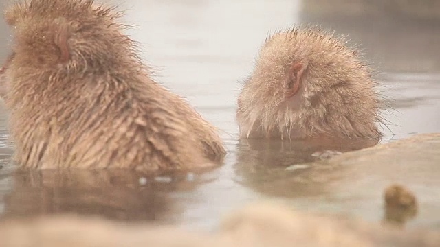 日本雪猴冬季温泉视频素材