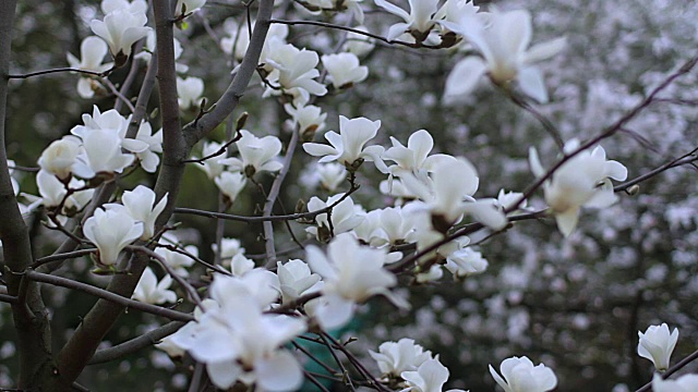 白玉兰花视频素材