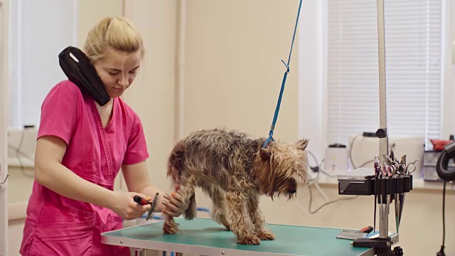 专业犬只美容服务视频素材