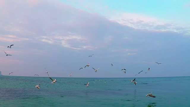 海鸥在海上飞翔视频素材