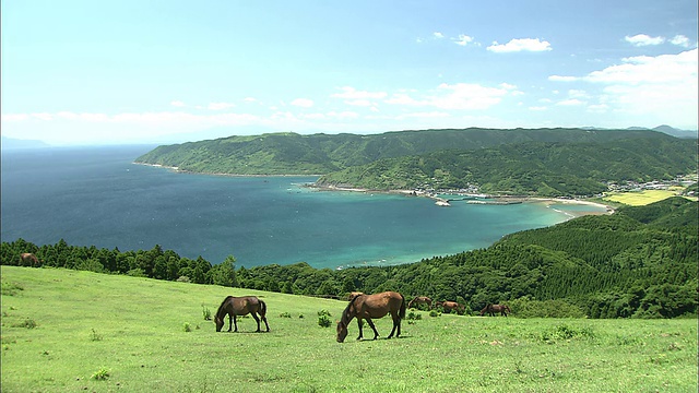 宫崎骏岛的台角和角马视频素材