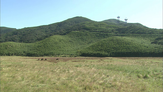 鹿儿岛托卡拉群岛的托卡拉马驹视频素材