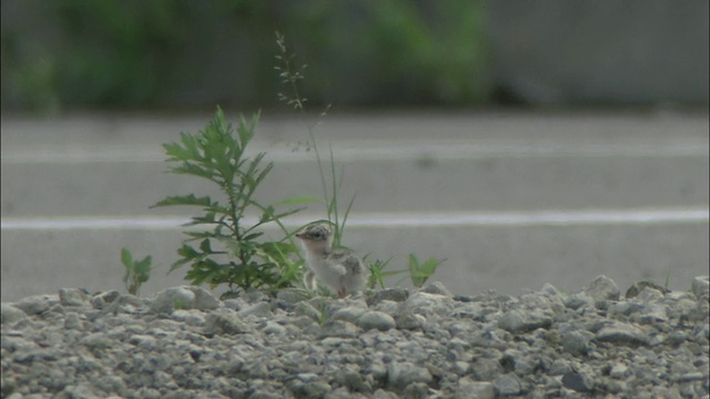 爱知小燕鸥(Sterna albifrons)视频素材