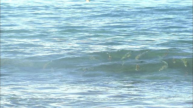 北海道的粉红色鲑鱼视频素材