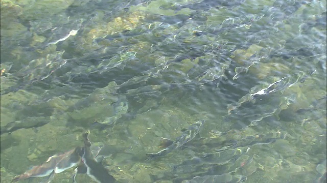 北海道的粉红色鲑鱼视频素材