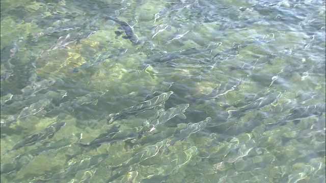 北海道的粉红色鲑鱼视频素材