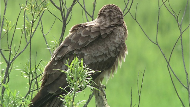 北海道钏路沼泽的Falconine视频素材