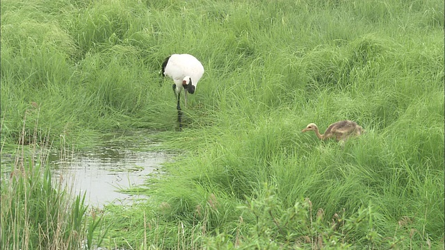 北海道钏路沼泽的丹顶鹤视频素材