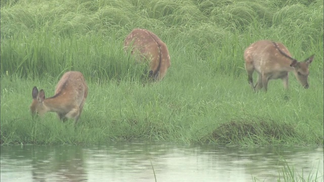 北海道钏路沼泽的日本鹿视频素材