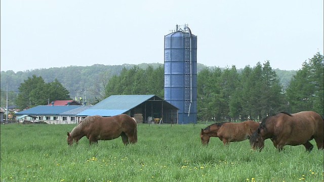 北海道的种马农场视频素材