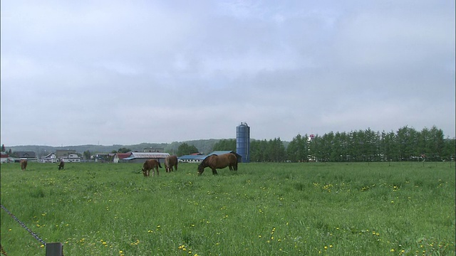 北海道种马农场的马视频素材