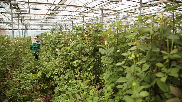 在温室里种植和照料玫瑰视频下载