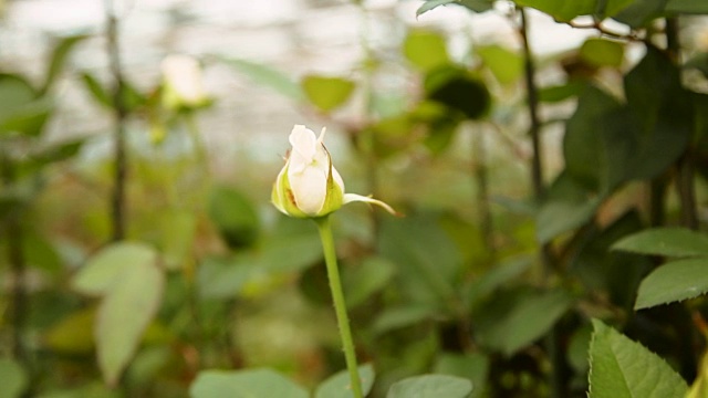 花园里的白玫瑰视频下载