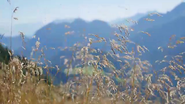 夏日的风吹动着青草，群山在后面视频素材