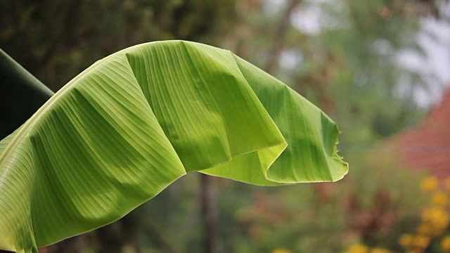 芭蕉叶视频素材